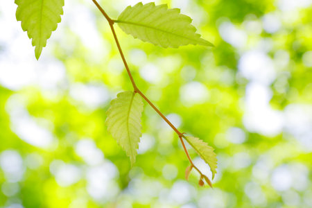 Fresh greenの写真素材
