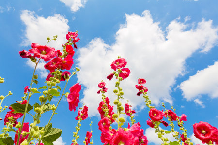 Althaea roseaの写真素材