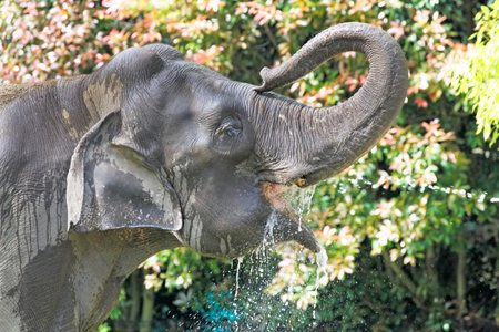 India elephants drinking water