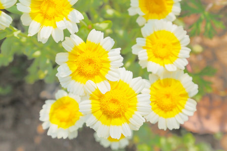 margueriteの写真素材