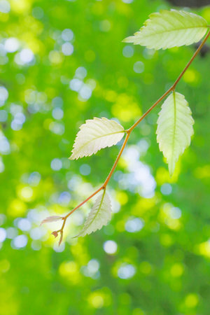Fresh green