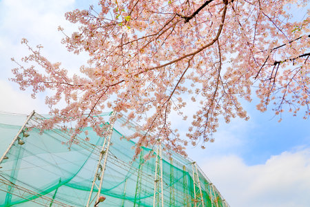 Cherryの写真素材