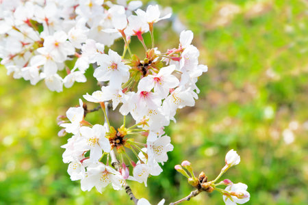 Cherryの写真素材