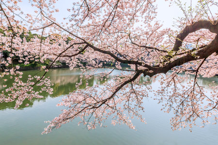 Blue sky and cherry blossomの写真素材