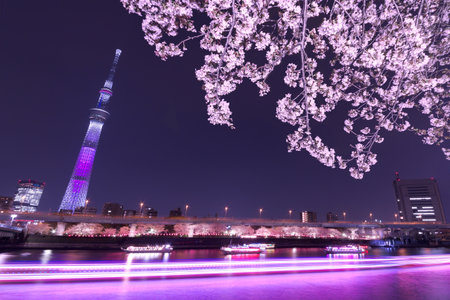 Cherry blossoms