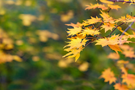 Vividly colored trees in the forest