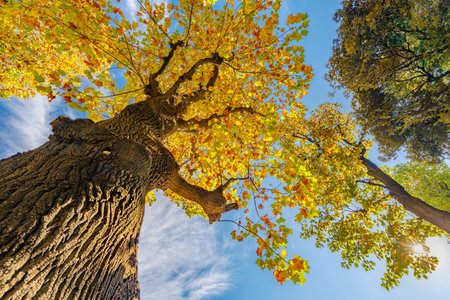 Blue sky and trees that have begun to turn red