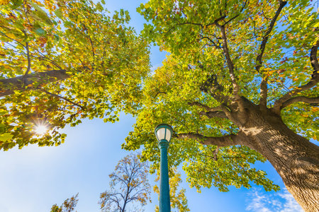 Blue sky and trees that have begun to turn redの写真素材