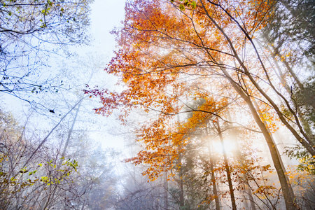 Vividly colored trees in the forest