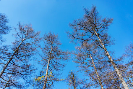 Blue sky and deciduous trees