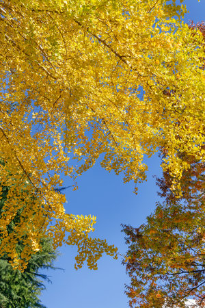 Blue sky and autumnal trees