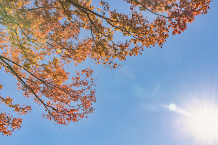 Blue sky and autumnal treesの写真素材
