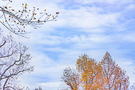 Deciduous trees with fallen leavesの写真素材