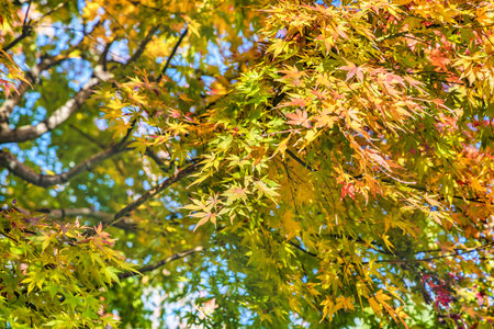 Beautifully colored tree