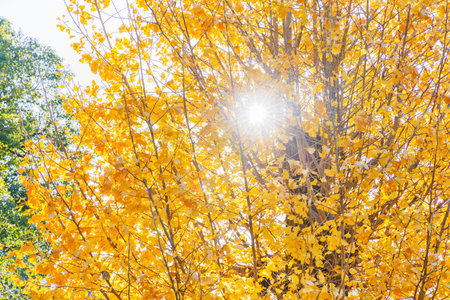 Ginkgo with brightly colored leavesの写真素材