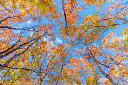 Beautifully colored treeの写真素材