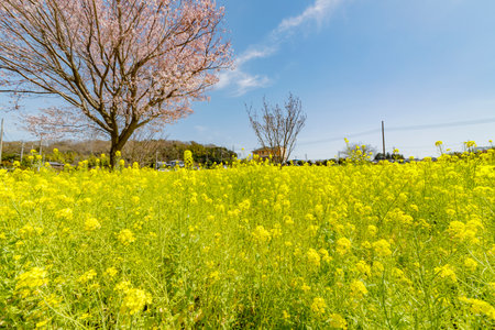 Rape blossoms and cherry trees in full bloomの写真素材