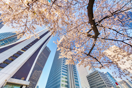 Urban Buildings and Cherry Treesの写真素材