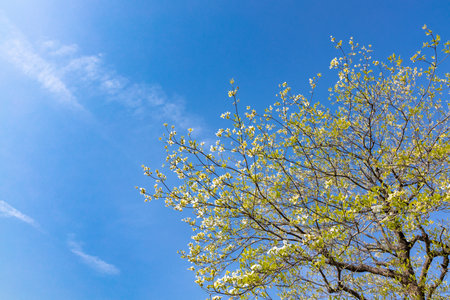 Clear blue sky and clouds in winterの写真素材