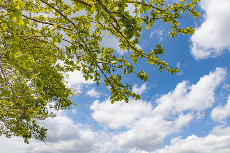 Fresh green trees and skyの写真素材