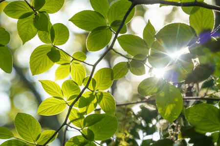 Fresh green trees and skyの写真素材