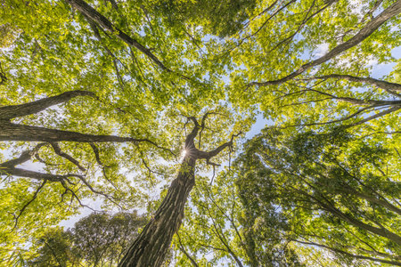 Fresh green trees and sky