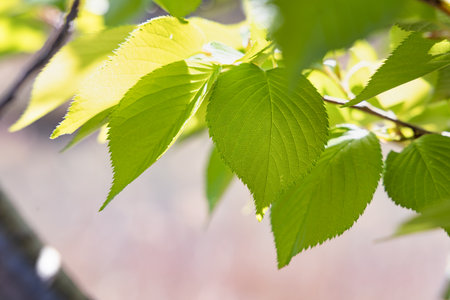 Fresh green tree