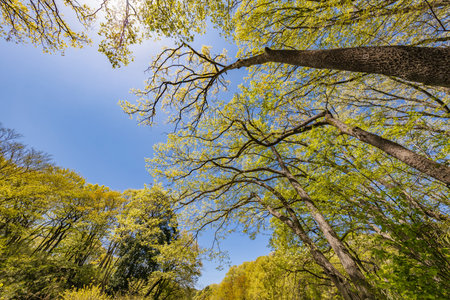 Fresh green tree