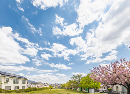 Cherry blossoms in full bloom in residential areasの写真素材