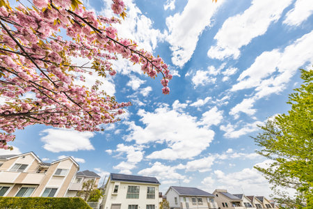 Cherry blossoms in full bloom in residential areasの写真素材