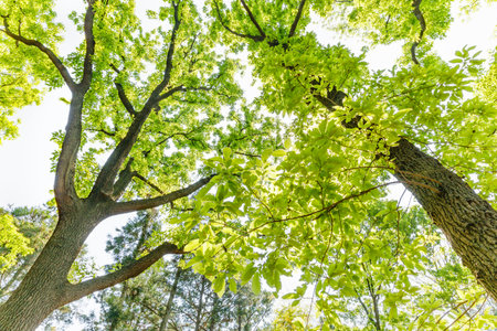 Fresh green tree with sunshineの写真素材