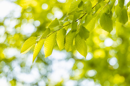 fresh green leaves with sunshine