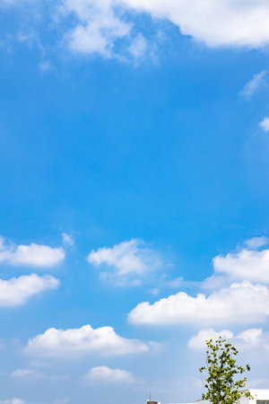 Fresh green trees and blue skyの写真素材