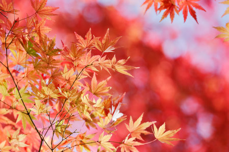 Autumn leavesの写真素材