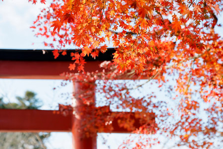 Autumn leavesの写真素材