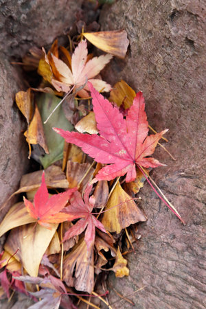 Autumn leavesの写真素材