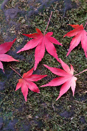 Autumn leavesの写真素材