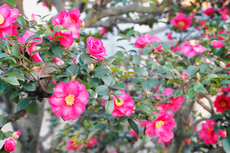 Camelliaの写真素材