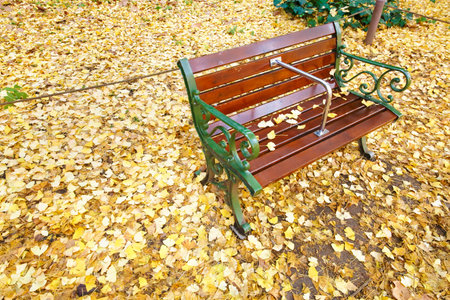 Ginkgo biloba leaf
