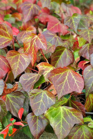 Ivy turned redの写真素材