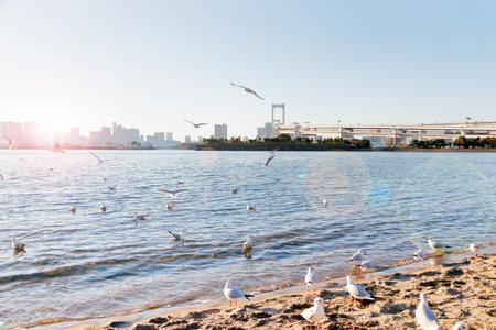 The Seagull of Odaibaの写真素材