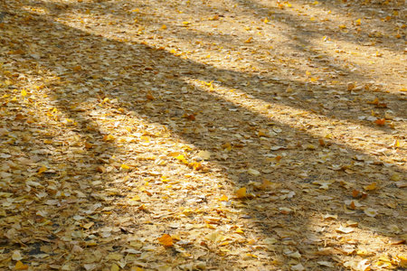 Ginkgo biloba leaf