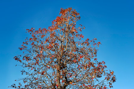 Autumn leaves