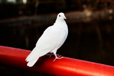 Pigeon totalの写真素材