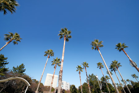 Palm tree