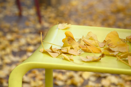 Ginkgo biloba leafの写真素材