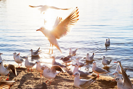 The Seagull of Odaibaの写真素材