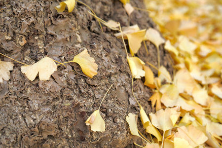 Ginkgo biloba leaf