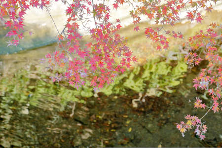 Autumn leavesの写真素材