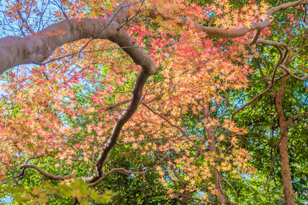 Autumn leaves